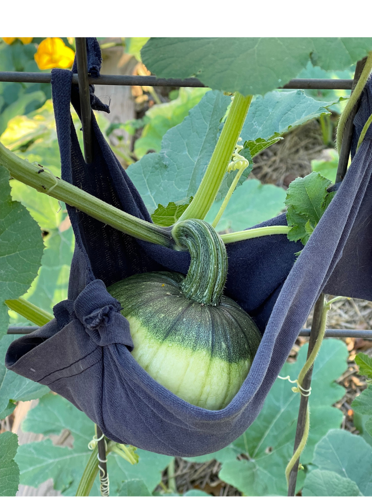 One of my pumpkins growing on the trellis.