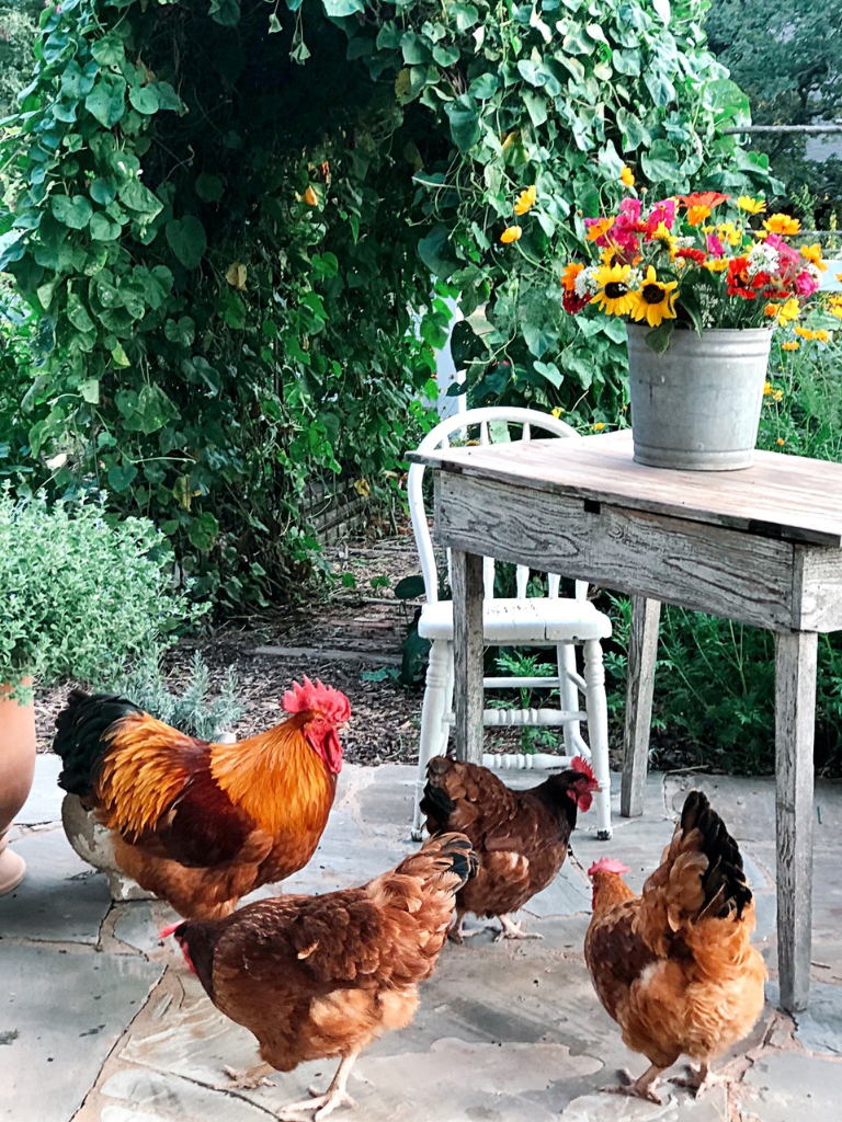 Chicken Keeping is the Perfect Hobby for Homebodies