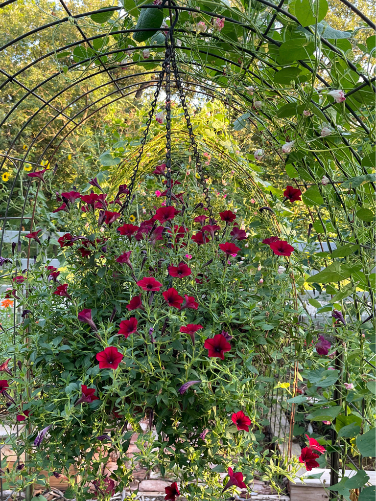 A hanging basket in my cut flower garden filled with gorgeous Wave Petunias