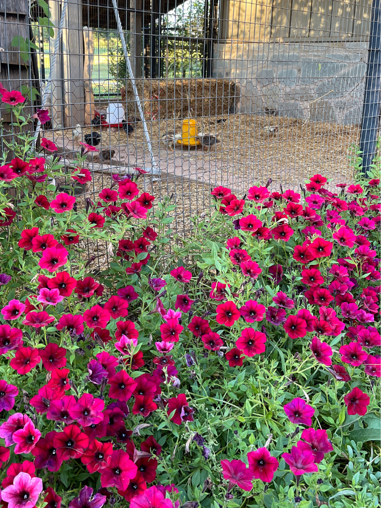 Tidal Wave Red Velour Petunias make the perfect border!
