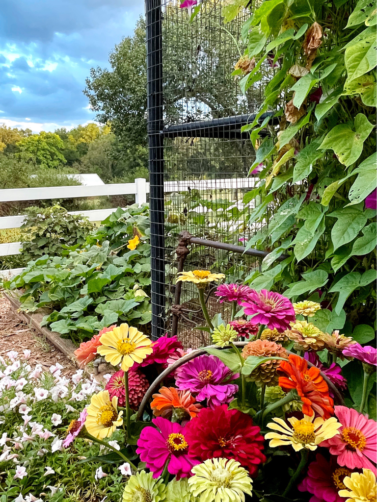 Evenings in the garden are good for the soul, especially when colorful zinnia blooms are ready to be harvested.