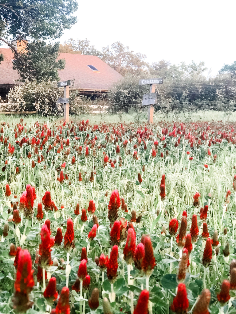 Sometimes retirement routines are interrupted, and the results can be amazing! Look at this beautiful field of crimson clover.