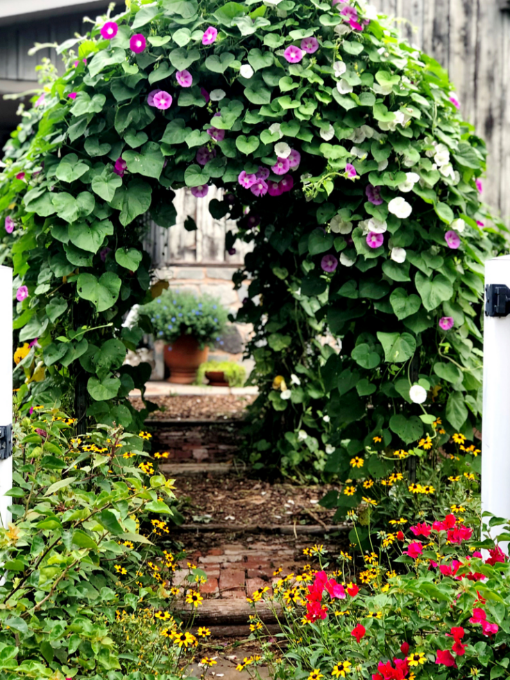 A trellis in Bill's vegetable garden covered in morning glory vines