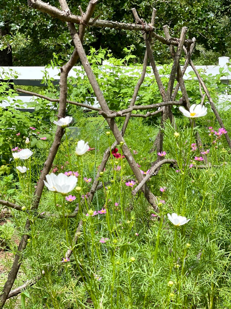 Cosmos in my first cut flower garden, one of my top three flowers for beginners.