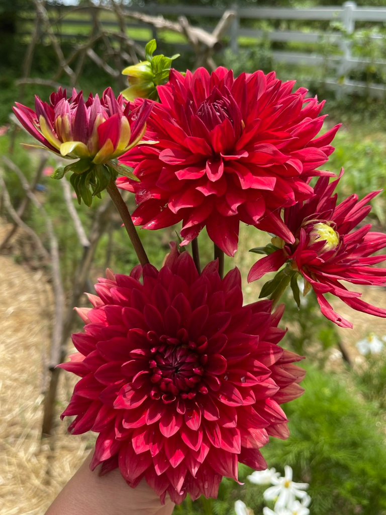 Dahlias from my first cut flower garden. Look at all of those lovely petals!