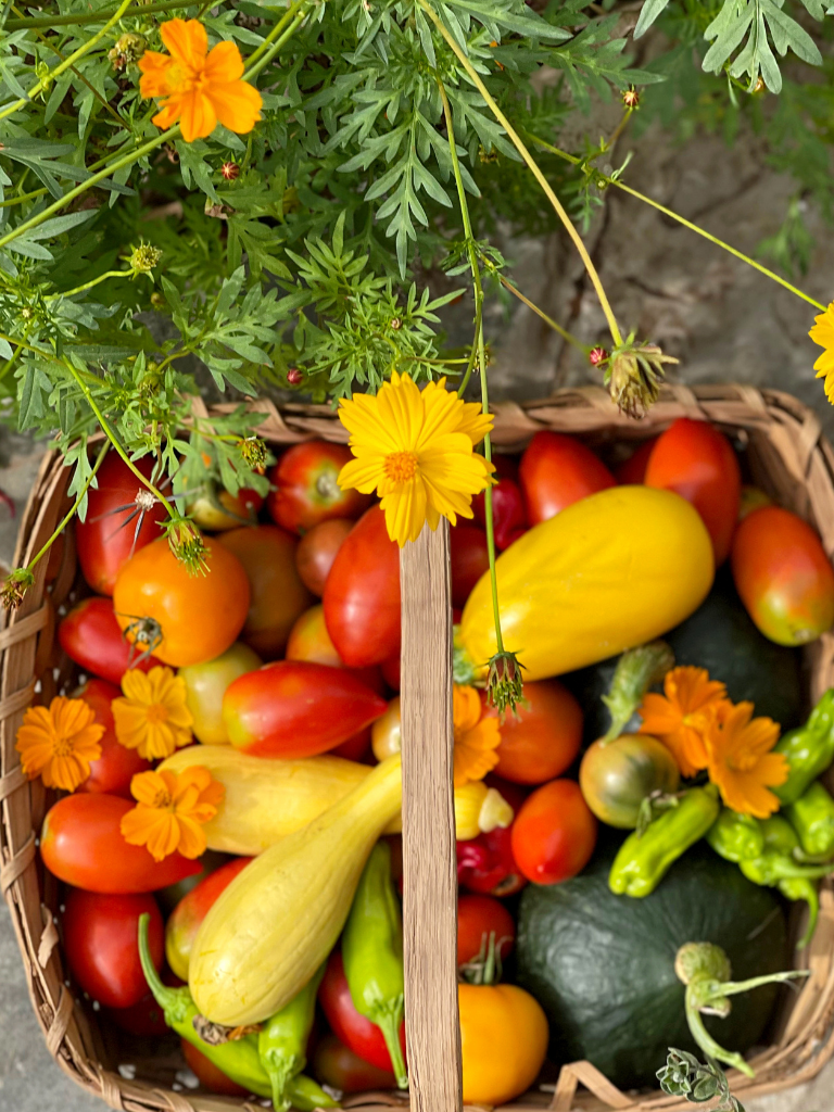 Harvesting vegetables from our kitchen garden including a Golden Egg Hybrid Summer Squash from Burpee