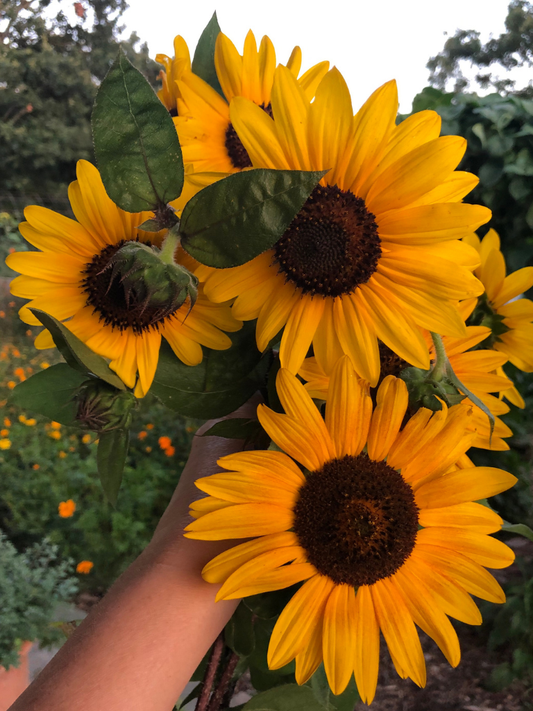 I love creating bouquets for our home from big beautiful, happy sunflowers!