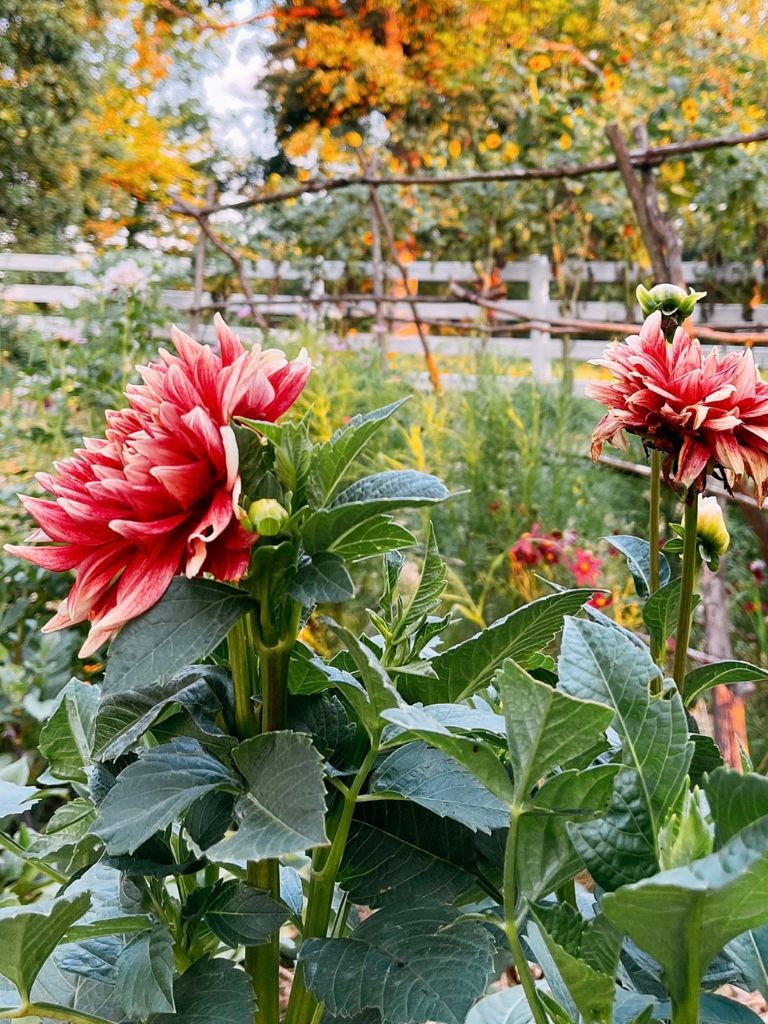 My dahlias bloom well into the fall.