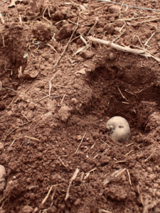 How to Start your Spring Vegetable Garden Early - Penny Pennington Weeks