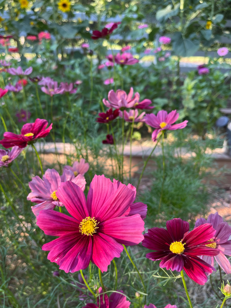 Rubenza Cosmos, One of my favorite flowers for beginners & first-time flower growers