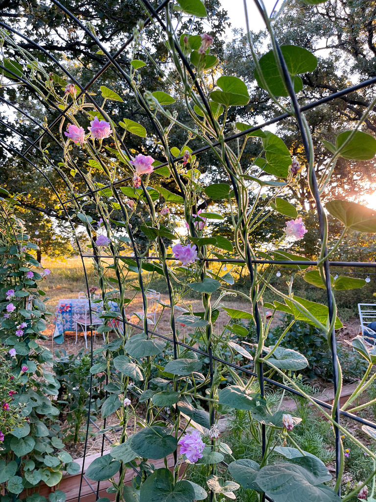 Split-Second Morning Glories on my new Garden Trellises