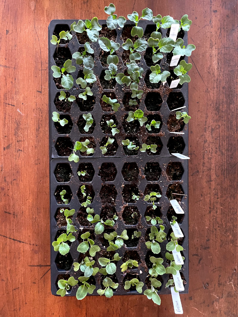 Starting Broccoli, Cabbage and Cauliflower from Seed