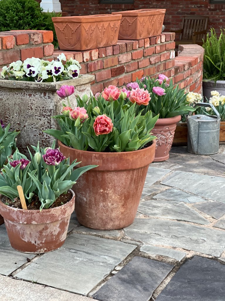 A peek at my 2023 Tulip Garden: I'm so ready to see my tulips pop this year!