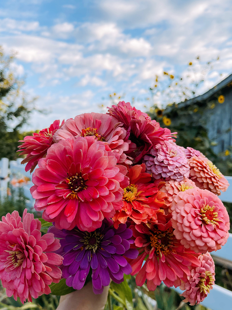 A Bouquet of Zinnias: My Favorite Flower in the Cut Flower Garden