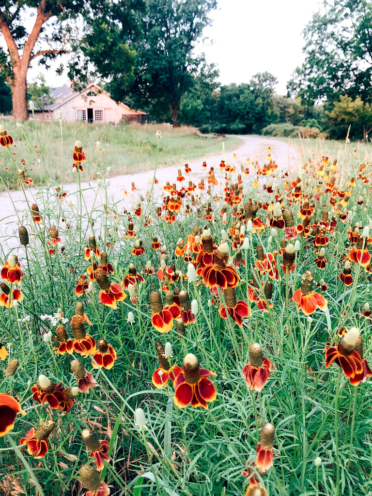 Wildflowers are a perfect addition to country gardens