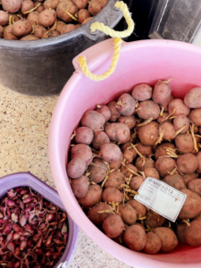 How to Start your Spring Vegetable Garden Early - Penny Pennington Weeks