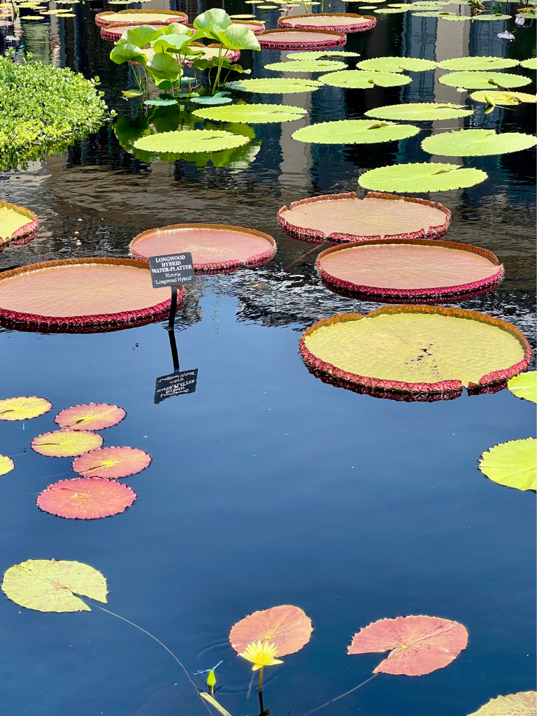 The Longwood Hybrid Water-Platter was so fascinating!