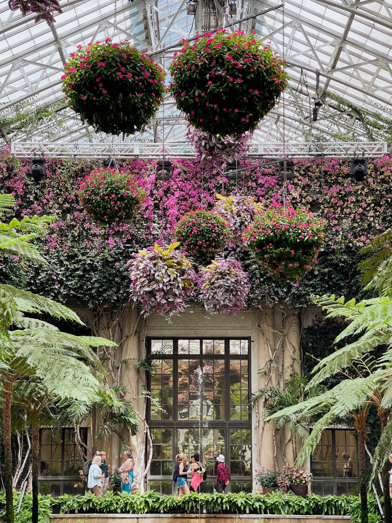 an incredible display of bougainvillea and hanging container plants