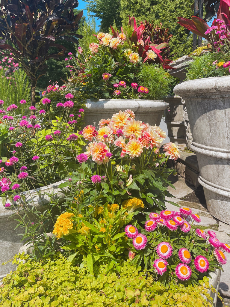 Container Gardening Inspiration including dahlias and strawflowers