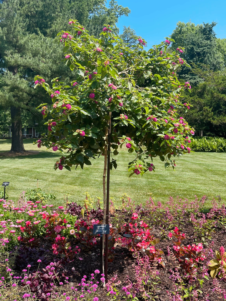 Lantana 'Athens Rose'-Our tour was a day of discovery and dreaming
