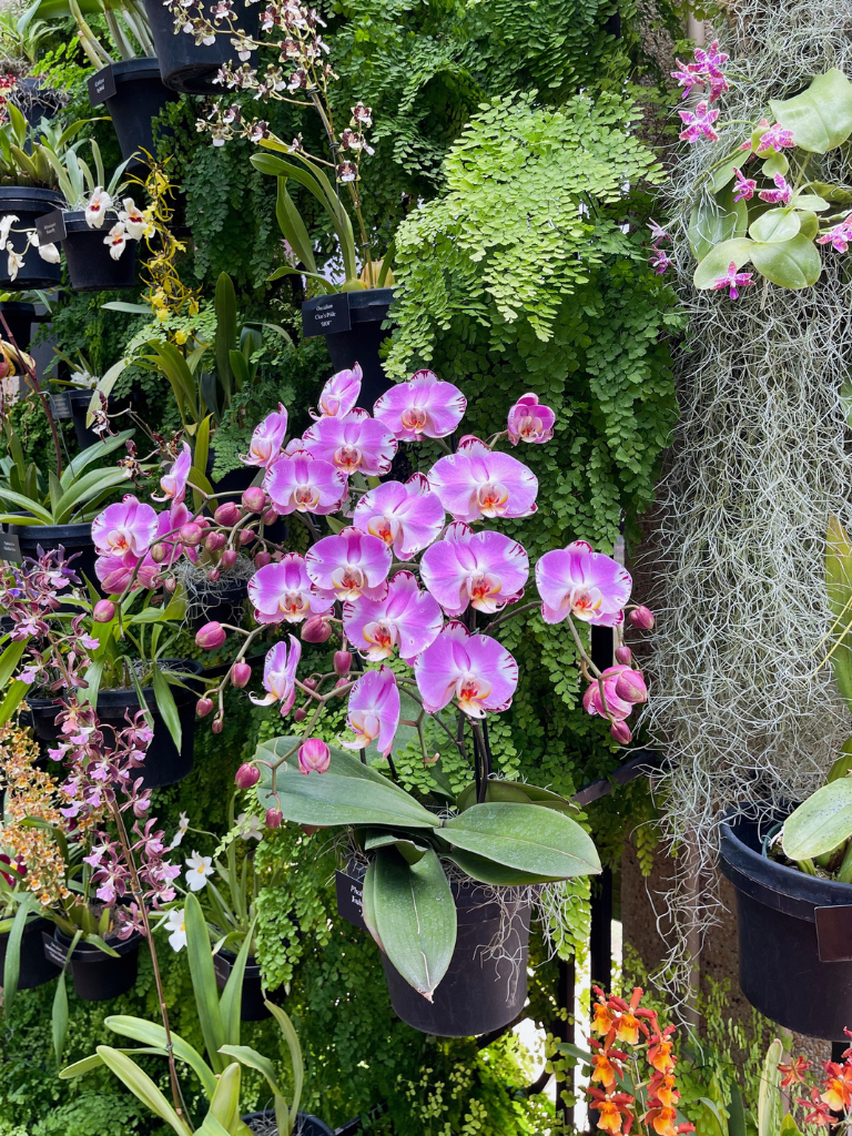 The Orchids--My favorite display!