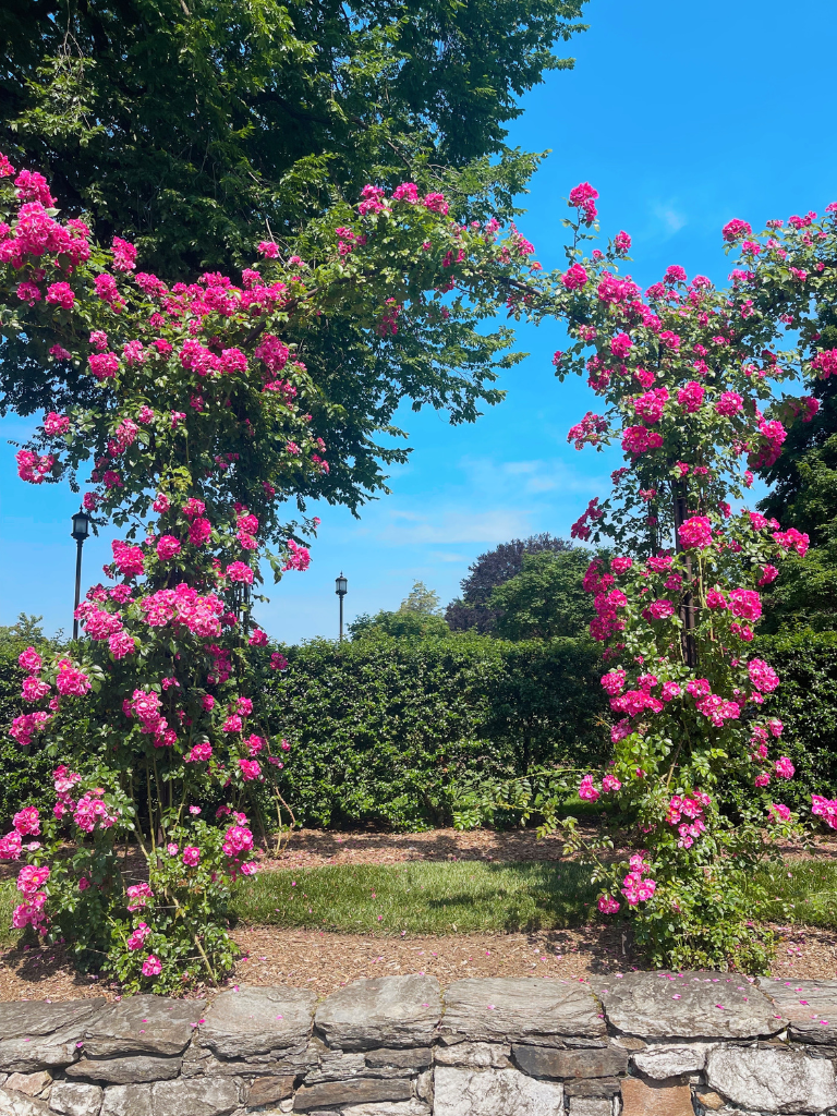 A quick peek at the Longwood Gardens Rose Arch, a definite must see!