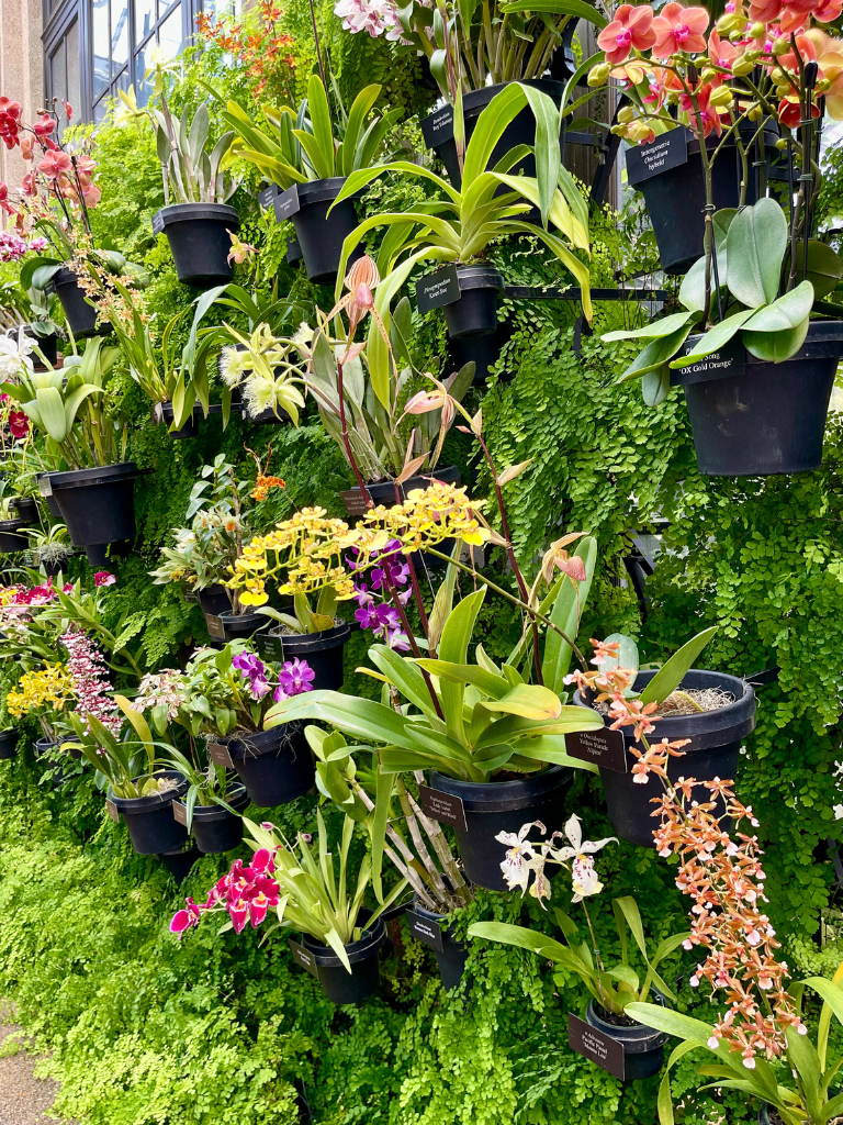 A wall of gorgeous orchids at Longwood Gardens