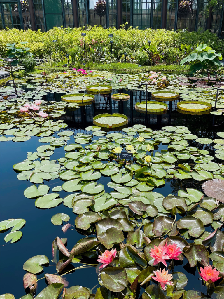 the water lilies at longwood gardens, Bill's favorite display