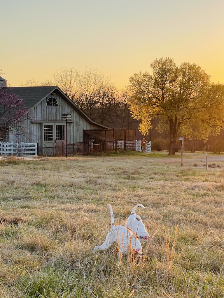 Our two rescues, both English Pointers, and my husband on a gorgeous evening at home